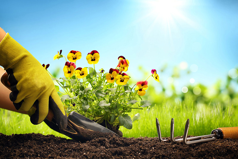 Gardening Tips to Beautify Your Yard
