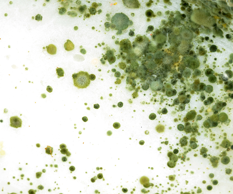 Should You Be Concerned About Your Home's Mold?