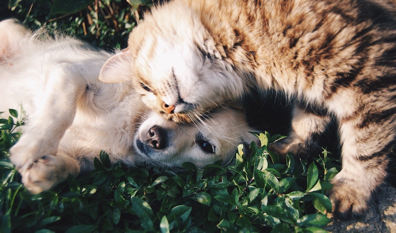 Do Pets Help You to Live Longer?