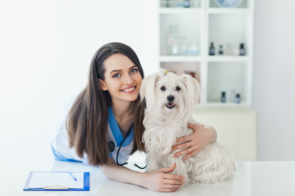 The Truth Regarding Popular Myths About Pet Insurance