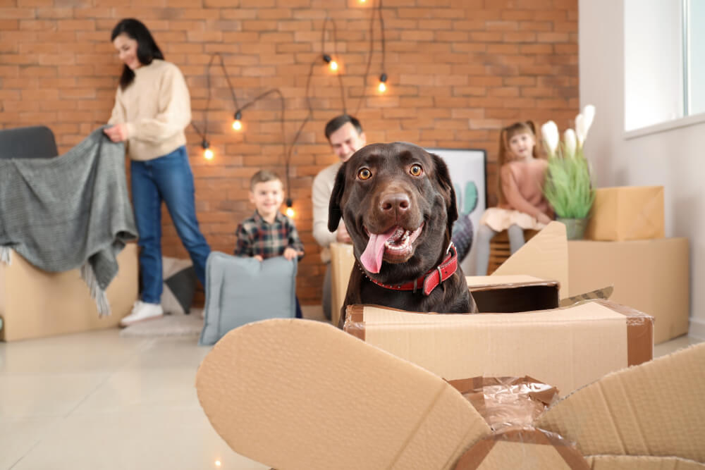 Moving with a Pet? Here's What You Need to Know
