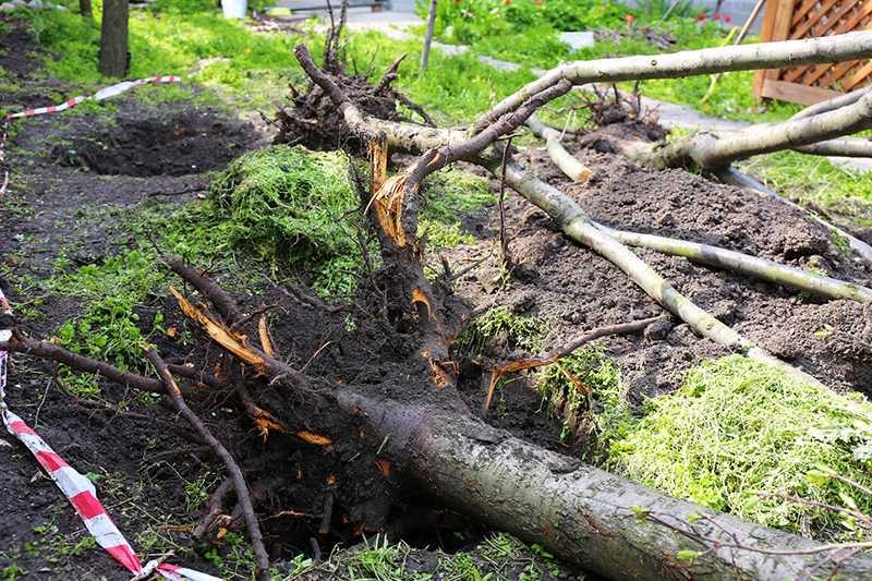 Tree Maintenance Tips You Should Know
